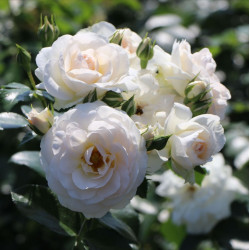 MARTIN LUTHER ROSE
