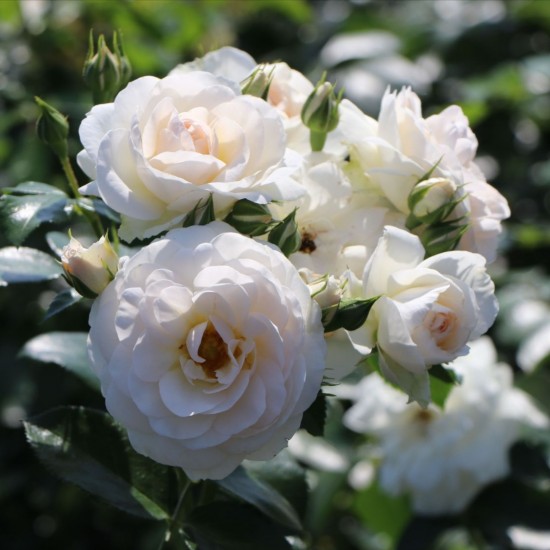 MARTIN LUTHER ROSE MARTIN LUTHER ROSE
