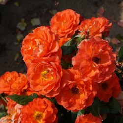 MISS TANGO