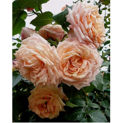 PEACH MELBA