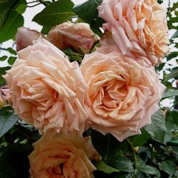 PEACH MELBA