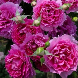 SHEHERAZADE