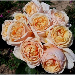 FOLIE 'FLORE