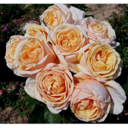 FOLIE 'FLORE