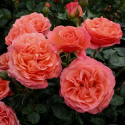 CORAL LIONS ROSE