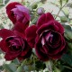 BURGUNDY ICE