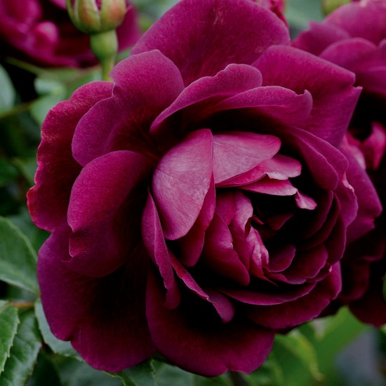 BURGUNDY ICE