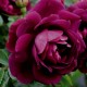 BURGUNDY ICE