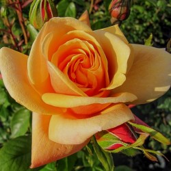 ORANGE BLOSSOM