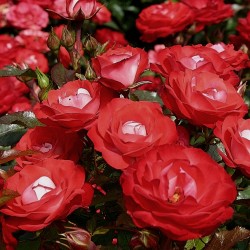PLANTEN UN BLOMEN