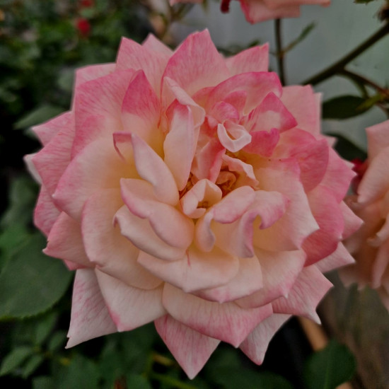 BELLE LOUISE