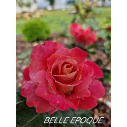 BELLE EPOQUE
