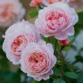 JAPĀNAS ROZES