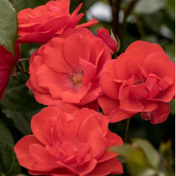 Feuerwerk