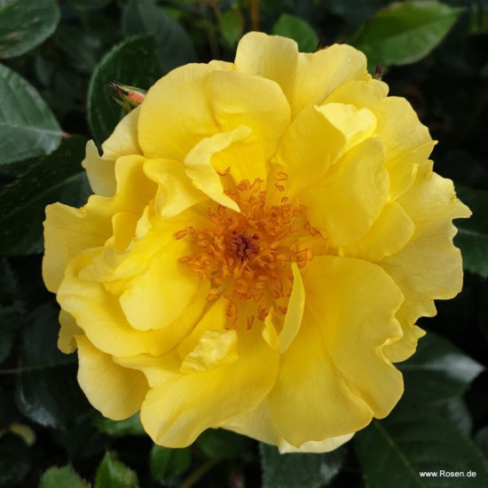 Goldspatz