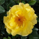 Goldspatz