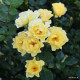 Goldspatz