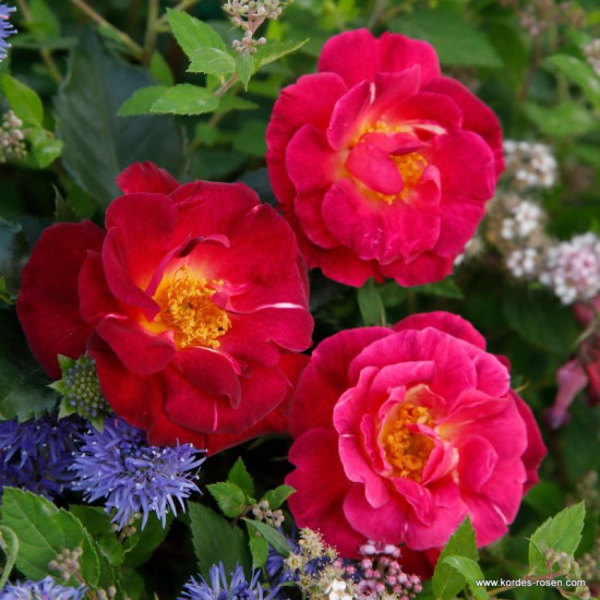 Ile de Fleurs