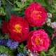 Ile de Fleurs