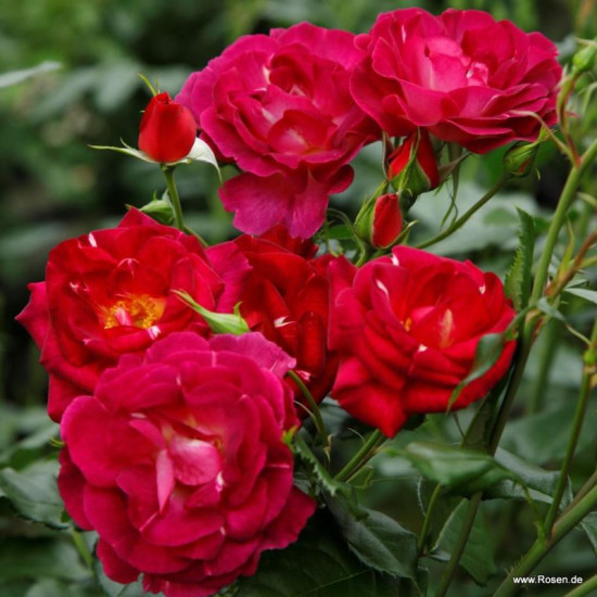 Ile de Fleurs