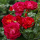 Ile de Fleurs