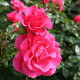 Romanze