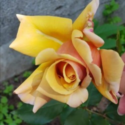 HONEY DIJON