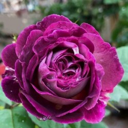 THE HUDDERSFIELD CHORAL SOCIETY ROSE