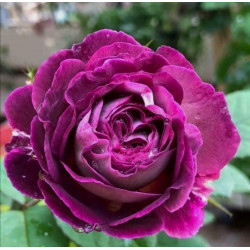THE HUDDERSFIELD CHORAL SOCIETY ROSE