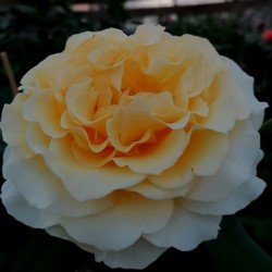 SUNNY SKY ELEGANZA