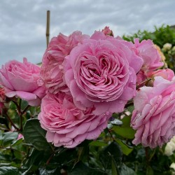 ROSENGRAFIN MARIE HENRIET