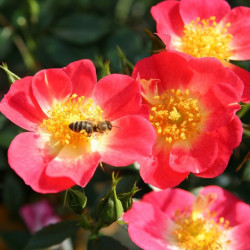 BIENENWEIDE BICOLOR