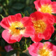 BIENENWEIDE BICOLOR