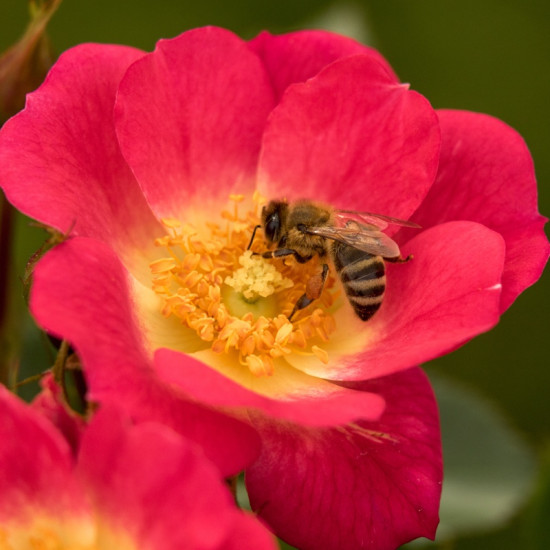 BIENENWEIDE HELROT