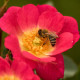 BIENENWEIDE HELROT