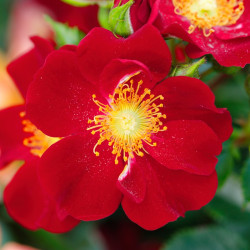 BIENENWEIDE ROT