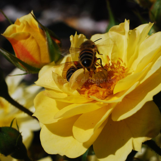 BIENENWEIDE GELB