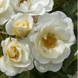 BIENENWEIDE IVORY