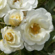 BIENENWEIDE IVORY