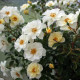 BIENENWEIDE IVORY