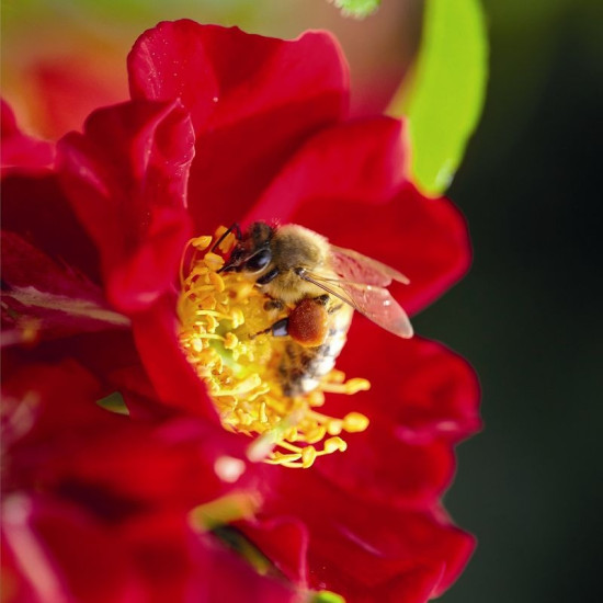 BIENENWEIDE ROT