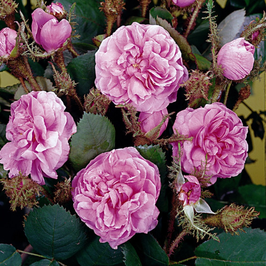 Rosa Centifolia ‘Muscosa’