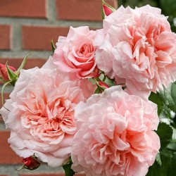 ROSE DE TOLBIAC