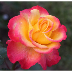 FLAMING STAR