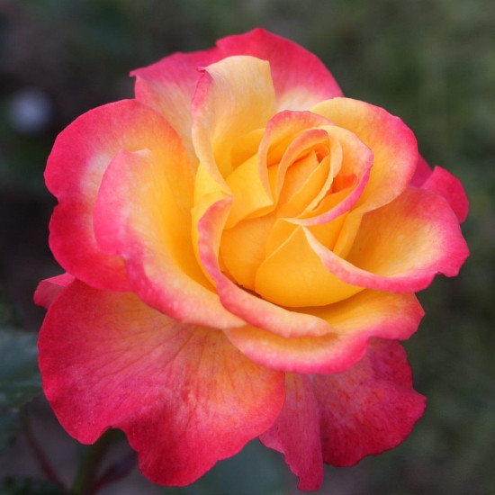FLAMING STAR