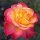 FLAMING STAR