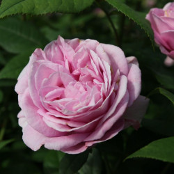 Königin Marie