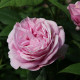 Königin Marie