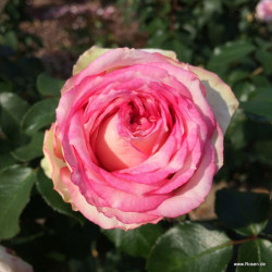 Meine Rose