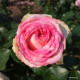Meine Rose
